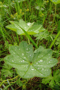 滴雨后