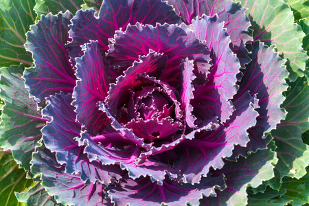 紫生菜紫色生菜照片