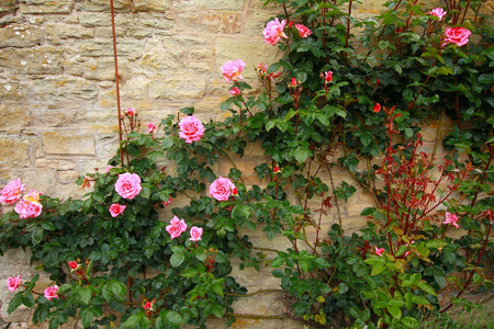 粉色玫瑰攀缘在墙上