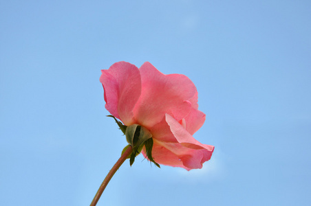 明亮的粉红色玫瑰