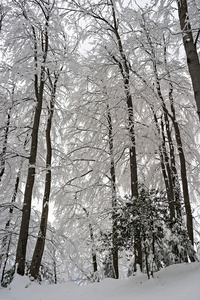 雪中树木