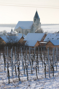 捷克共和国冬季葡萄园