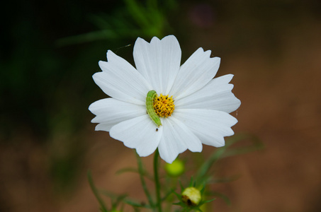 泰国宇宙花在花园里