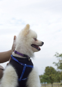 博美犬狗坐着，盯着