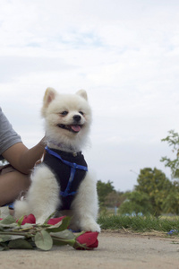 博美犬狗坐下呆呆的红玫瑰