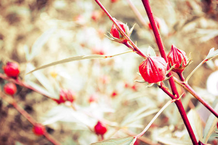 花园里的玫瑰茄花