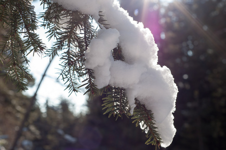 被雪覆盖着的松枝