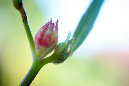 花园里的玫瑰茄花