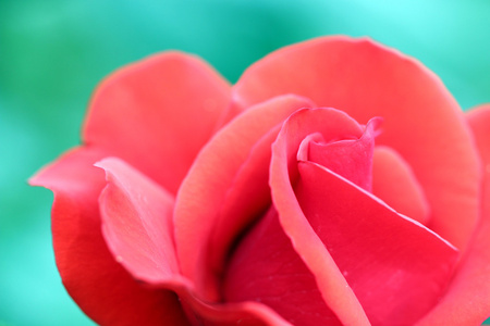 红色玫瑰花关闭了春暖花开的季节