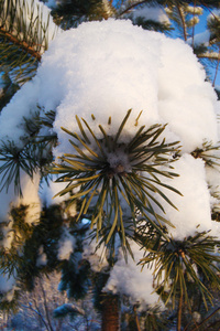 蓬松的雪层