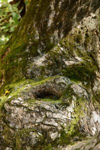 老树的苔藓表面