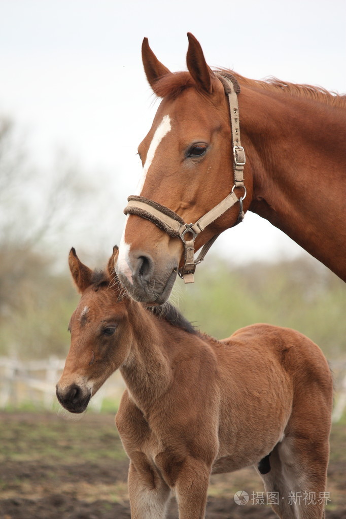 棕色可爱小马驹肖像与他的母亲