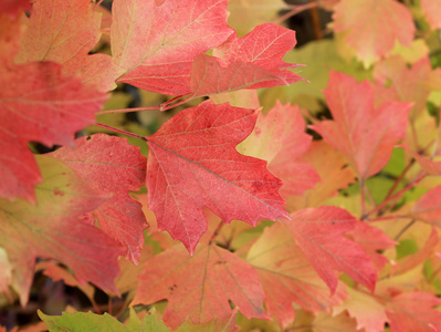秋天的颜色。红色和橙色叶荚蒾