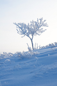 雪树