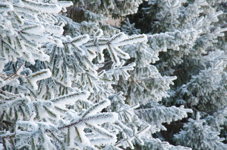 在雪中云杉分支