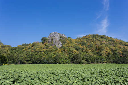 山石灰石和树木景观