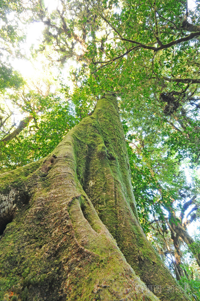 一棵老树的垂直照片