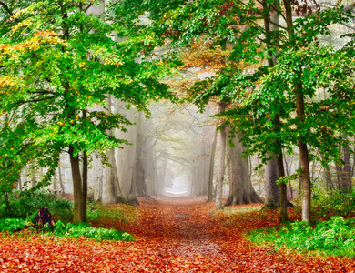 秋天的薄雾森林