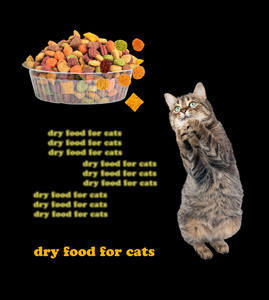 与食欲逗猫吃猫干粮。分离