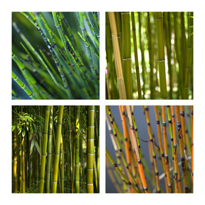 竹和植物