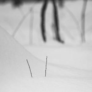 下雪在公园里的景观