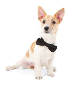 有趣的小狗杰克罗素梗犬与孤立在白色的领结