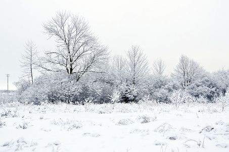 雪中的树