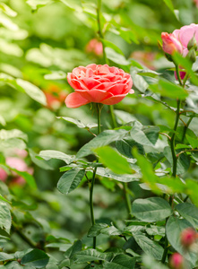 花园里的美丽粉红玫瑰花