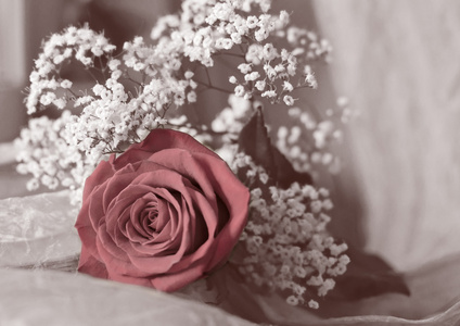 红玫瑰和白色的花朵