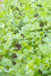 香菜草本植物，叶详细信息