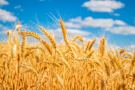 黄金面包图片-黄金面包素材-黄金面包插画-摄图新视界