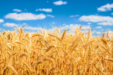 黄金面包图片-黄金面包素材-黄金面包插画-摄图新视界