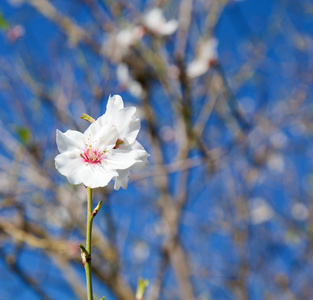 美丽的花卉背景与开花杏仁