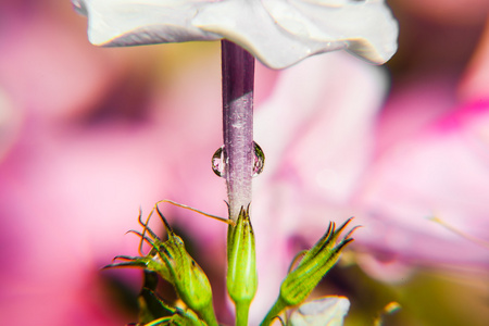 宏里的花