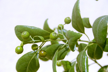 紫檀木在桌子上森林里的紫檀树紫檀木的无缝纹理平铺纹理紫檀,木纹