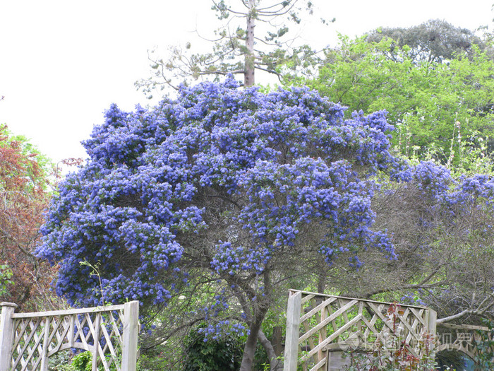 蓝色花的树