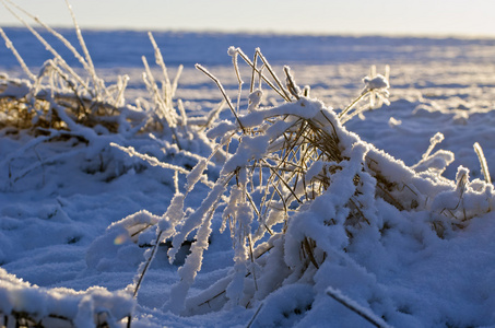 冬季领域与白霜雪和早晨日出