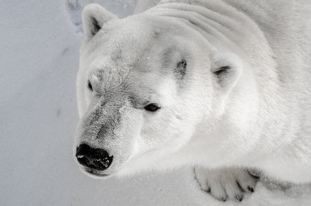 北极熊在雪中