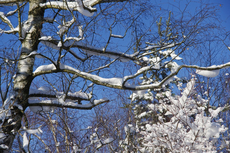 冬天的雪树