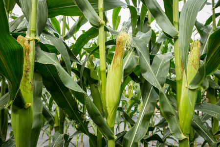 关闭了外地农业绿色玉米照片