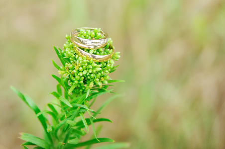 在绿色草地上的结婚戒指