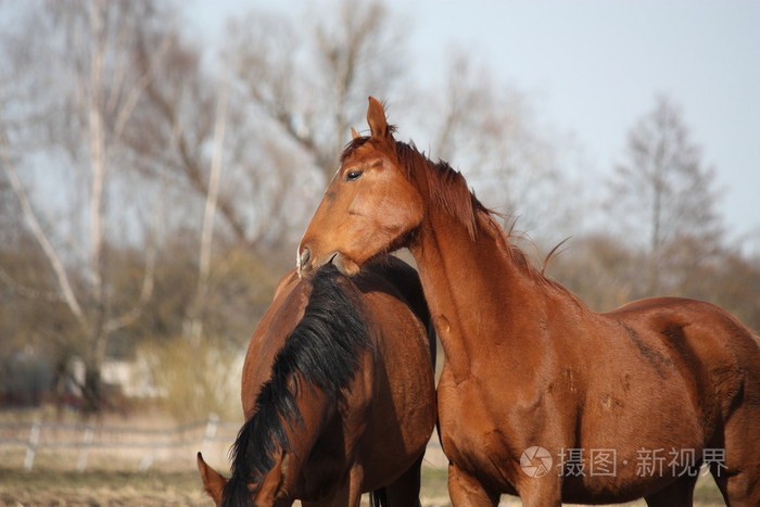 两个可爱的马用鼻子互相