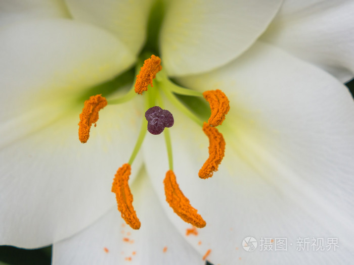 花瓣柱头和花药白色的百合