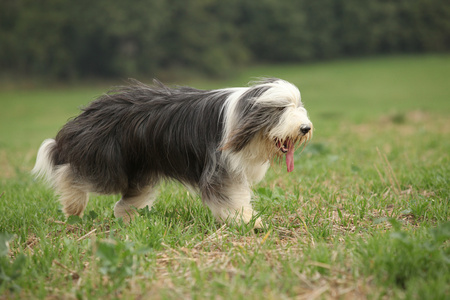 大胡子牧羊犬，在大自然中运行