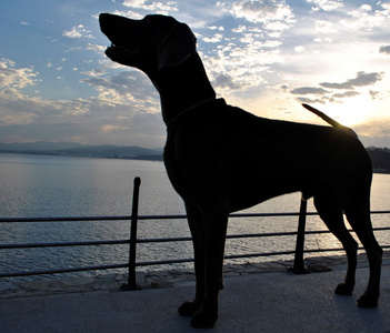 阿尔法犬图片