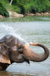大象溅水
