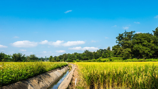 在一片稻田的小运河和森林的背景