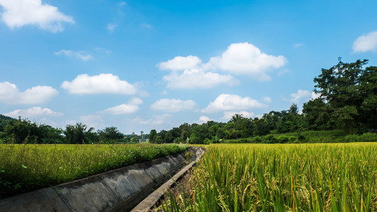 在一片稻田的小运河和森林的背景
