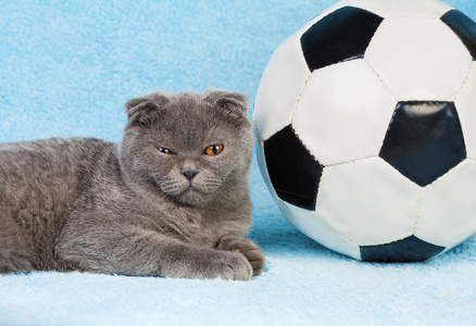 足球猫图片