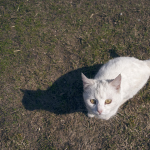 猫仰视相机图片